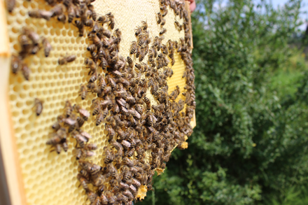 včelaři šumice